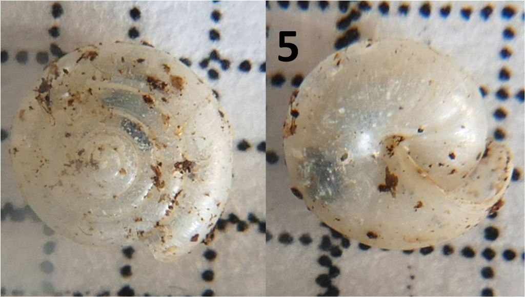 Vitrea gattaceca